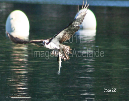 Osprey